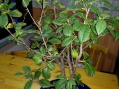 海棠下山桩是不是死了 还有救吗 图片