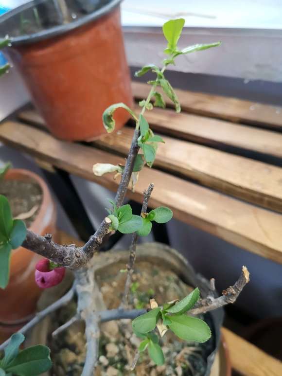 海棠下山桩叶子怎么都干巴 为什么 图片