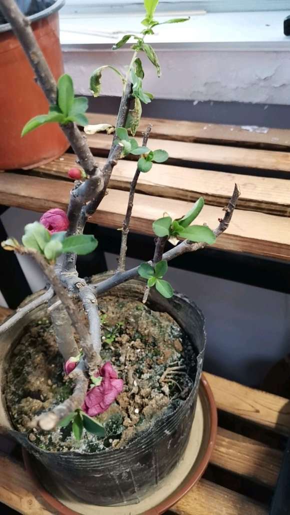 海棠下山桩叶子怎么都干巴 为什么 图片