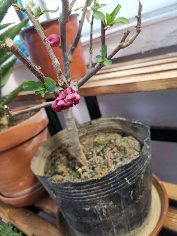 海棠下山桩叶子怎么都干巴 为什么 图片