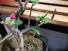 海棠下山桩叶子怎么都干巴 为什么 图片