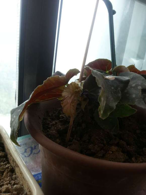 海棠下山桩徒长 还没开花 怎么办 图片