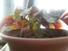 海棠下山桩徒长 还没开花 怎么办 图片