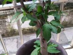 海棠下山桩没叶齿 怎么办 是被骗了吗