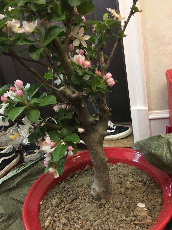 海棠下山桩 含盆120元 怎么样 贵吗 图片