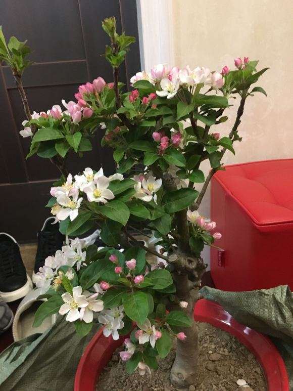 海棠下山桩 含盆120元 怎么样 贵吗 图片