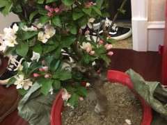 海棠下山桩 含盆120元 可以吗 贵吗 图片