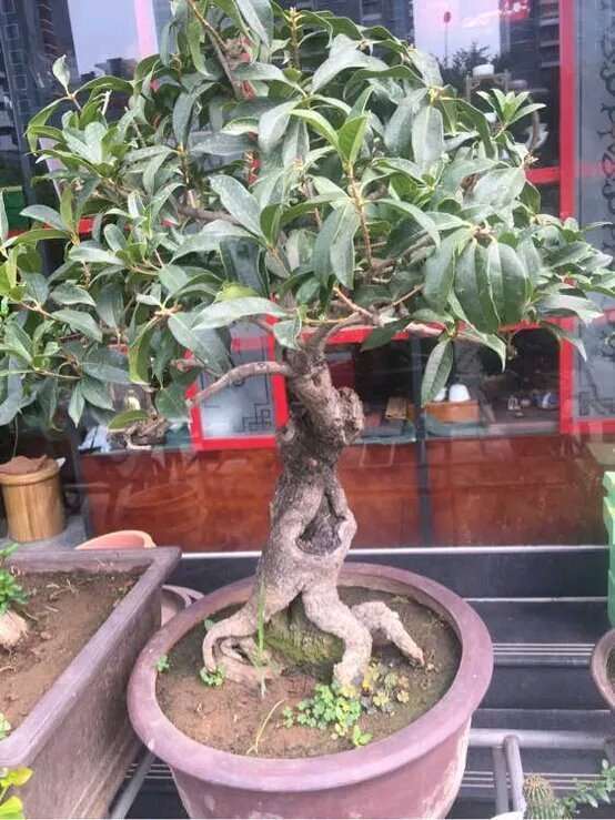 贴梗海棠下山桩怎么区分的方法 图片