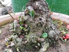 贴梗海棠下山桩怎么区分的方法 图片