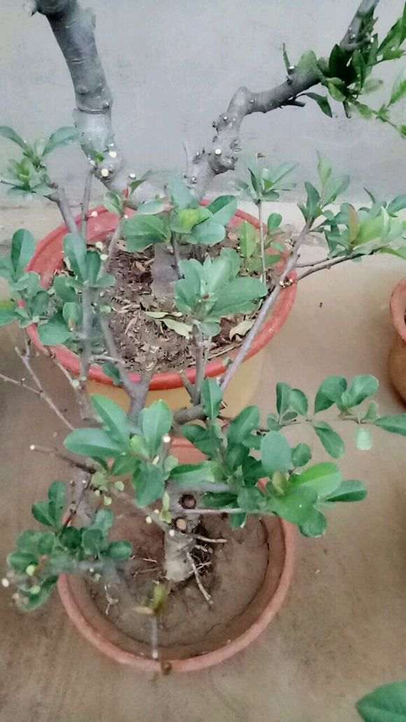 世界一号海棠和长寿冠海棠下山桩怎么区分