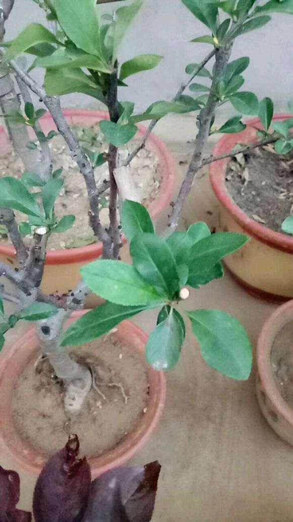 世界一号海棠和长寿冠海棠下山桩怎么区分