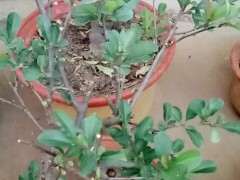 世界一号海棠和长寿冠海棠下山桩怎么区分