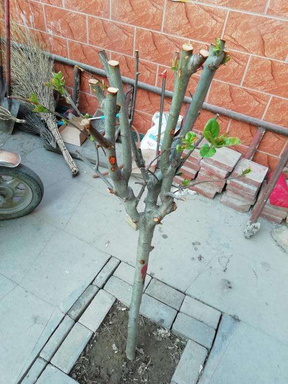 哪家淘宝店卖海棠下山桩 比较靠谱 图片