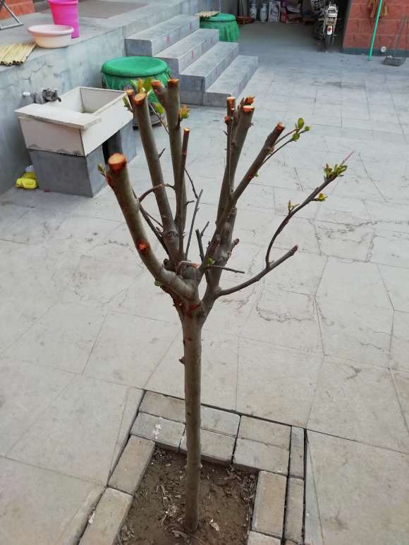 哪家淘宝店卖海棠下山桩 比较靠谱 图片