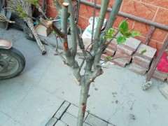 哪家淘宝店卖海棠下山桩 比较靠谱 图片