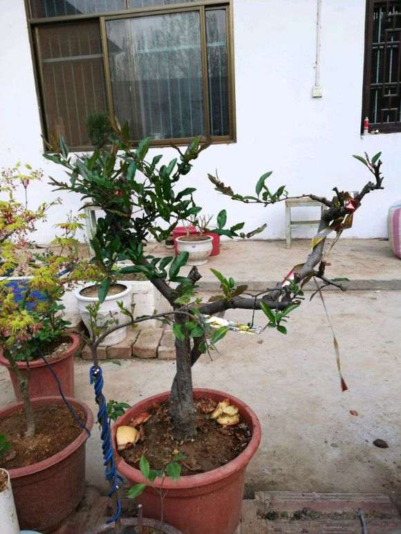 海棠下山桩可以晒太阳吗 怎么办 图片