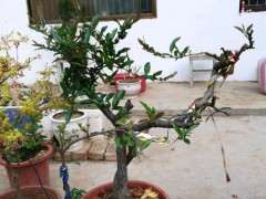 海棠下山桩可以晒太阳吗 怎么办 图片