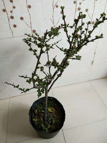 这是什么海棠下山桩 这也太瘦了 图片