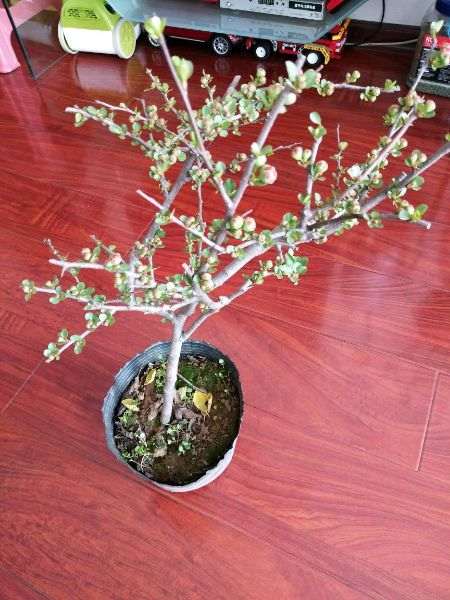 这是什么海棠下山桩 这也太瘦了 图片