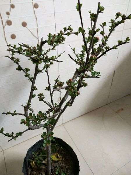 这是什么海棠下山桩 这也太瘦了 图片