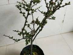 这是什么海棠下山桩 这也太瘦了 图片