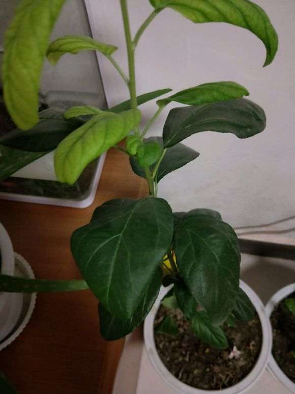 海棠下山桩开始一根杆 后来发芽了 图片