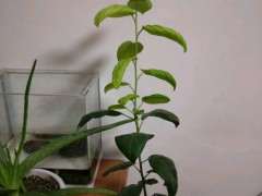 海棠下山桩开始一根杆 后来发芽了 图片