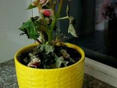 海棠下山桩叶子和花都枯萎了 怎么办 图片