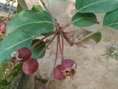 红宝石海棠下山桩怎么修剪的方法 图片