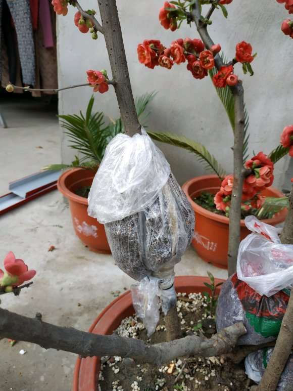 海棠下山桩怎么高压的方法 图片