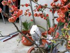 海棠下山桩怎么高压的方法 图片