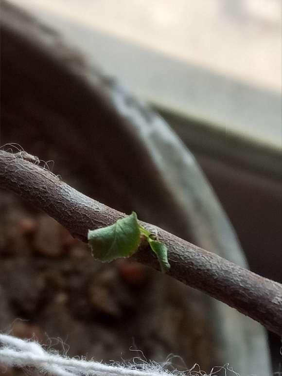 海棠下山桩嫩叶干枯是什么原因引起的