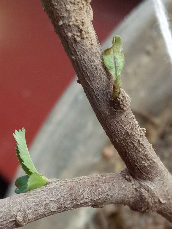 海棠下山桩嫩叶干枯是什么原因引起的