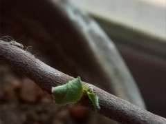 海棠下山桩嫩叶干枯是什么原因引起的