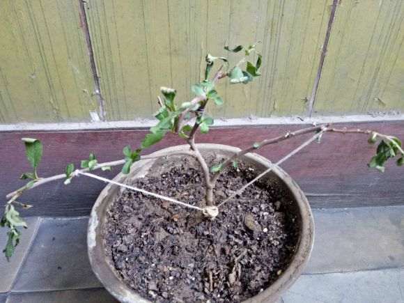 海棠下山桩怎么浇水的方法 最好 图片
