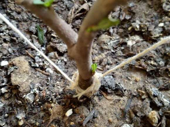 海棠下山桩怎么浇水的方法 最好 图片