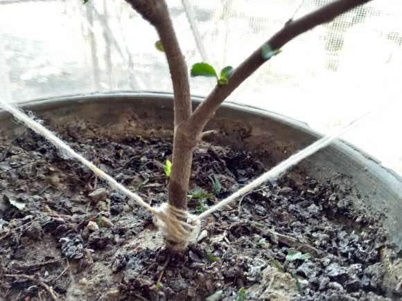 海棠下山桩没敢浇水 怎么办 图片