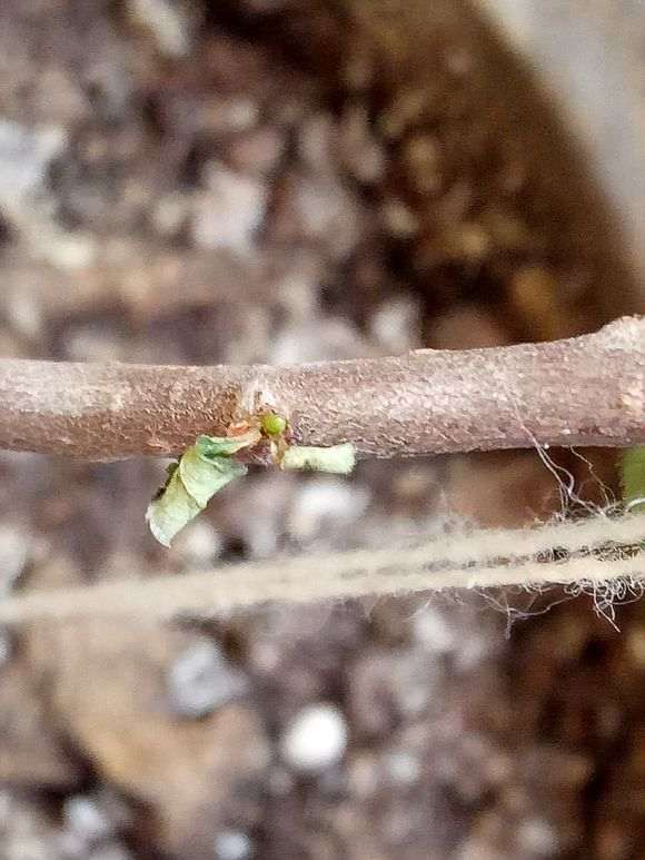 海棠下山桩没敢浇水 怎么办 图片