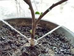 海棠下山桩没敢浇水 怎么办 图片