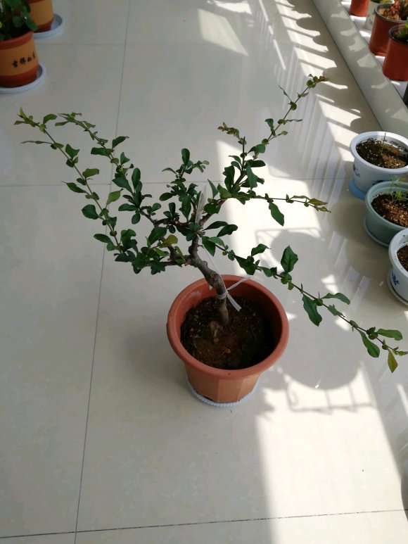 海棠下山桩现在长成这样用修剪吗 图片