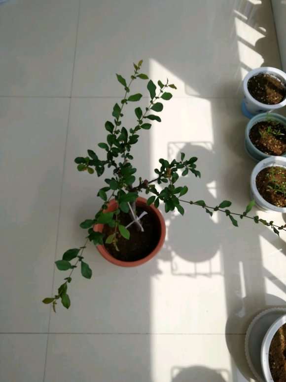 海棠下山桩现在长成这样用修剪吗 图片