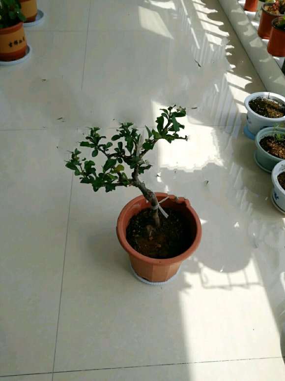 海棠下山桩现在长成这样用修剪吗 图片