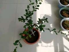 海棠下山桩现在长成这样用修剪吗 图片