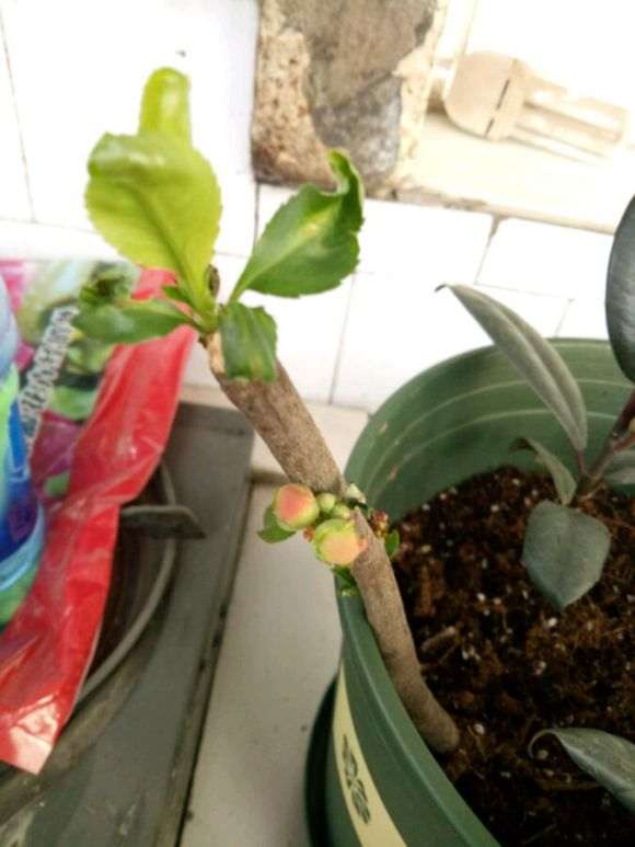 海棠下山桩几月扦插 最合适 图片