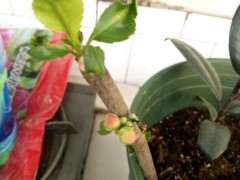 海棠下山桩几月扦插 最合适 图片