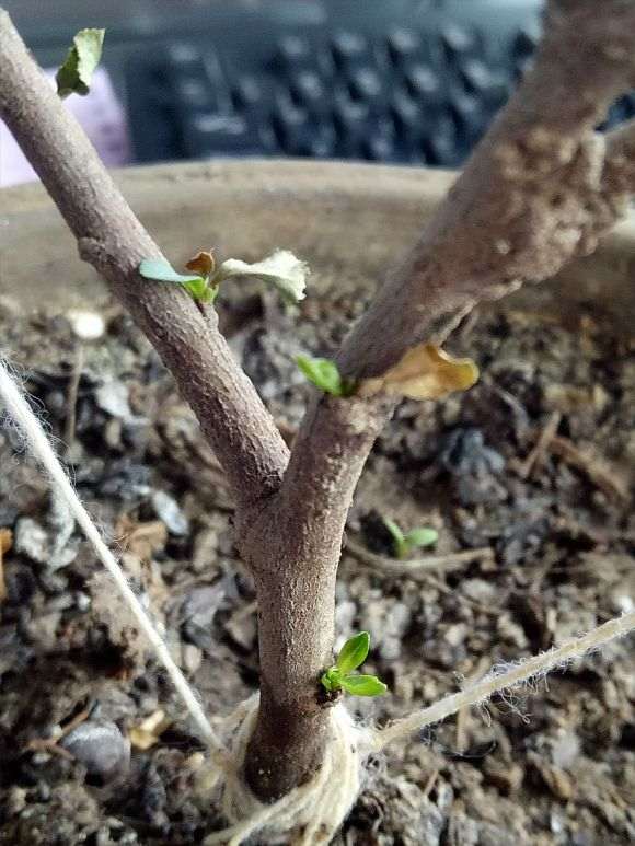 海棠下山桩一个多月了 叶芽都没有 图片