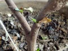 海棠下山桩一个多月了 叶芽都没有 图片