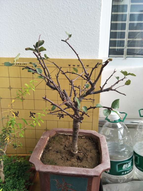海棠下山桩的红蜘蛛怎么也灭不了 图片