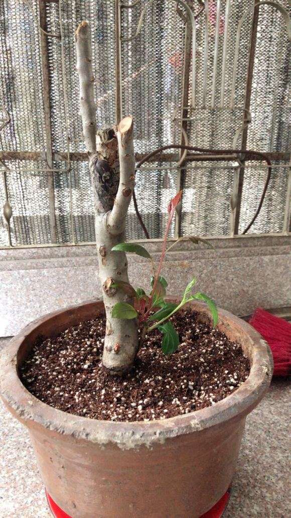 海棠下山桩主干上的芽长不大 怎么办 图片