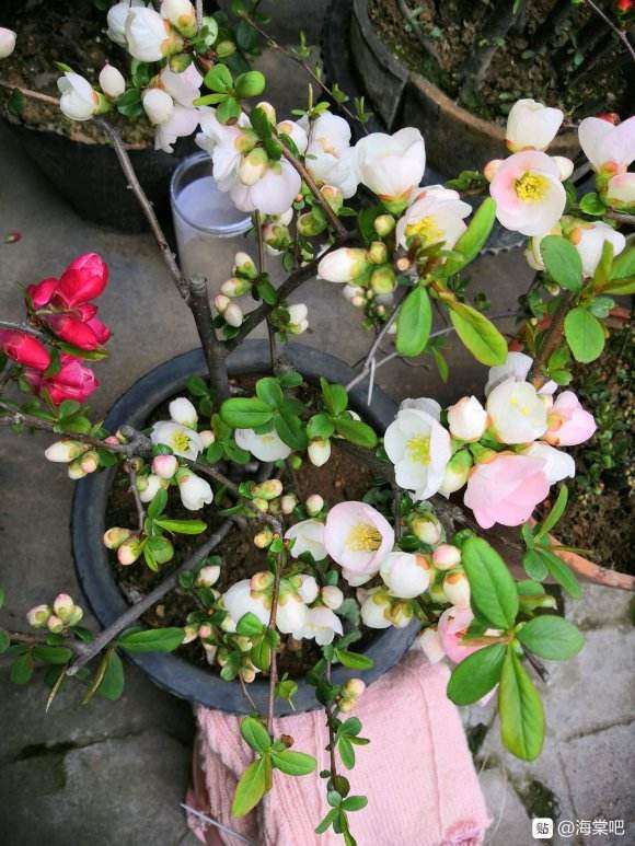 海棠下山桩主干上的芽长不大 怎么办 图片